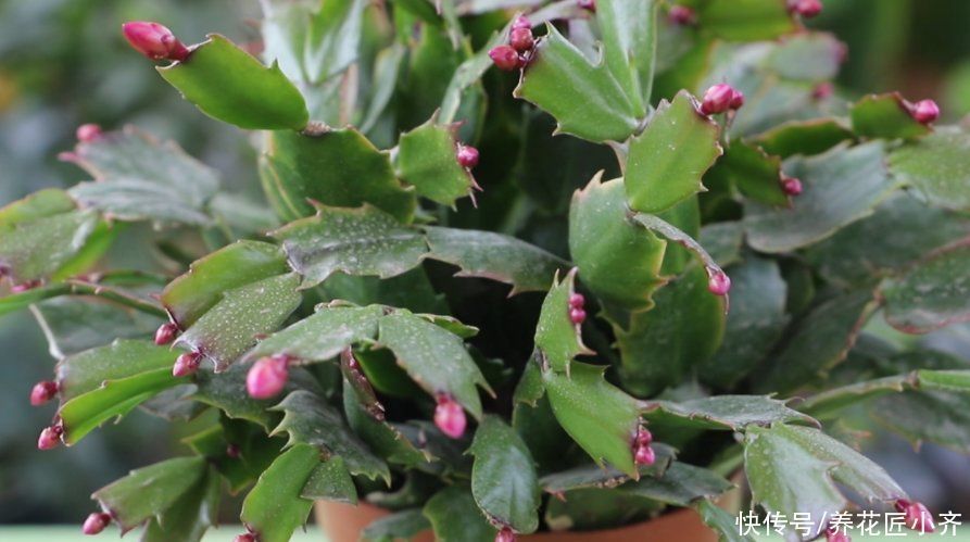 蟹爪兰要不要掐叶子?掐对就能开花多,掐错一个花苞也不长