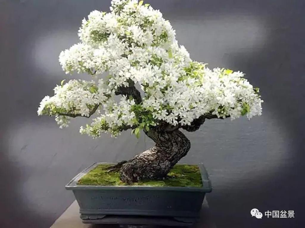 秋林|盆景养殖不在多而贵在精,你能养成这样吗?