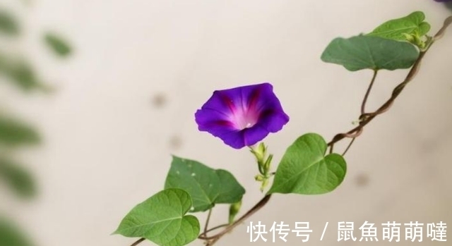 8月伊始，前任回首，爱意仍在，旧情重燃，执手相伴，生死与共