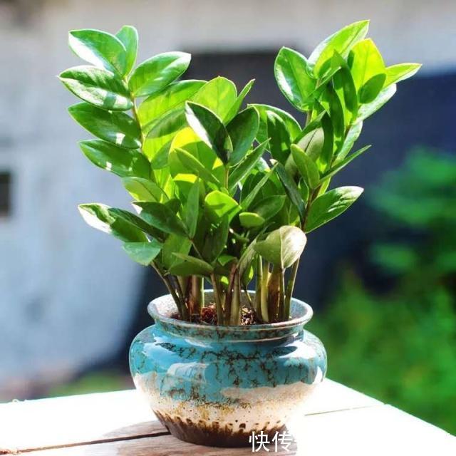 养花|养花“施肥”擦亮眼,2种“肥”足够,用多了反而“有害”