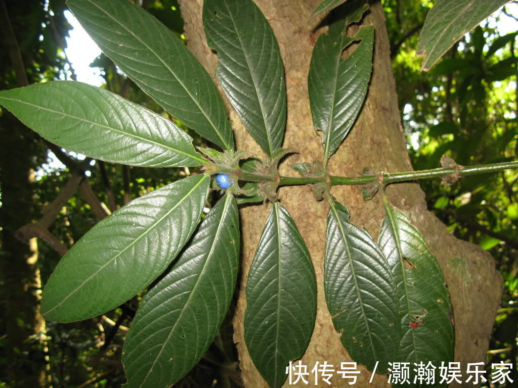 本草拾遗|农村能治牙痛的树,嚼2片叶子就可以,农民却称它为“鸡屎树”