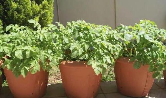 盆栽养花小技巧碰到难题别退缩,学会4招就可轻松解决掉