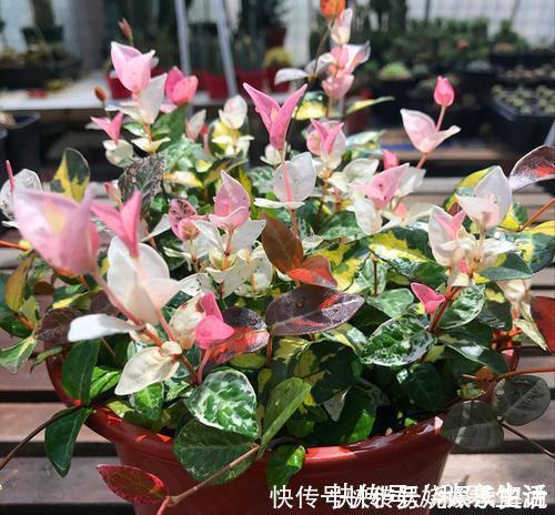 阳台|忘了绿萝吧!这花耐阴又好养,叶比花还美,是阳台盆栽佳品!