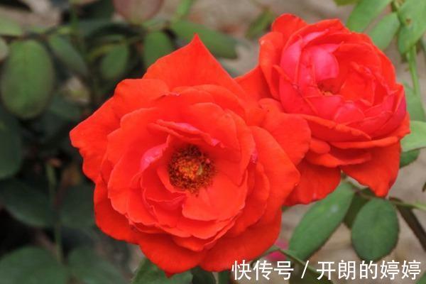 8种浓香型月季,个个惊艳十足,花香闻之沁人心脾,让人爱不释手