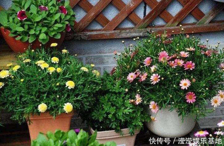 室内养花浇水很关键,学会这“4招”,养花才能不烂根