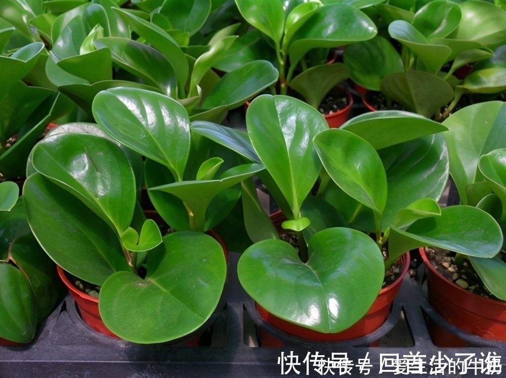 绿植|别信卧室养绿植除甲醛,还有这些花一定不要养,否则只有后悔