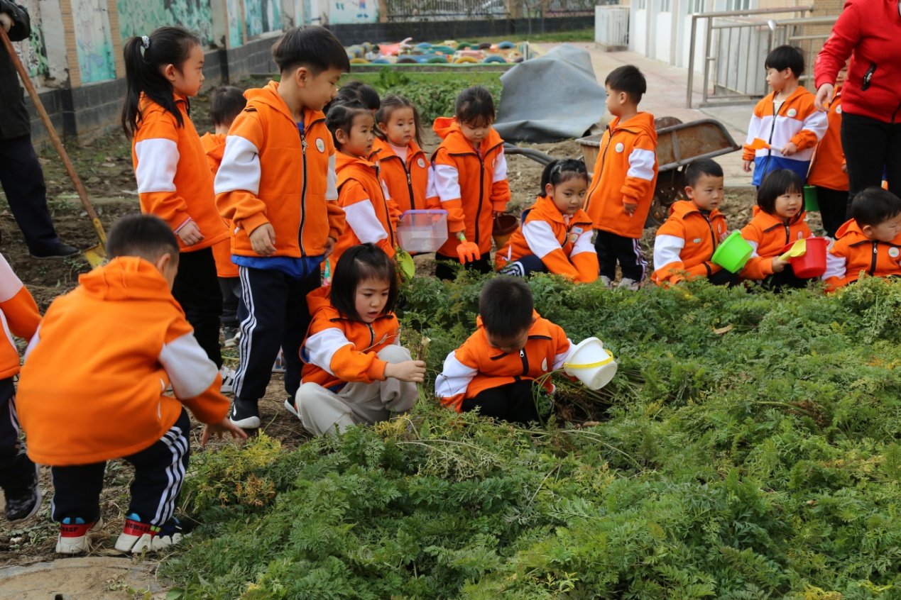 胡萝卜|河间市第一幼儿园：“拔萝卜”现场撒下几多欢声笑语