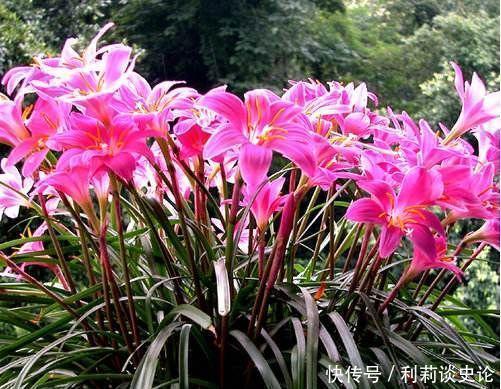 阳台上|4种漂亮花,好养易活能爆盆,招财纳福好运来,日子越过越红火