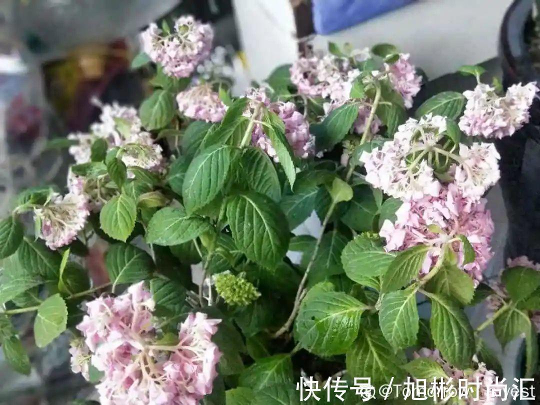 10种花,一天不见水就萎缩,狂补水就对了!