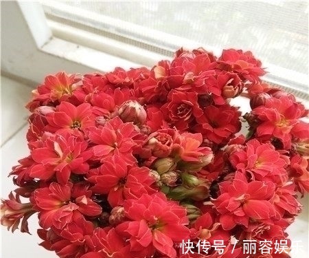 只用一招,长寿花长得又矮又茂盛,开花刹不住