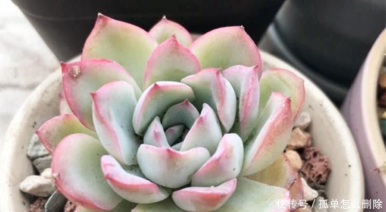 多肉“长不高”,盆里加点“白粉末”,1个月后,不长也得长!