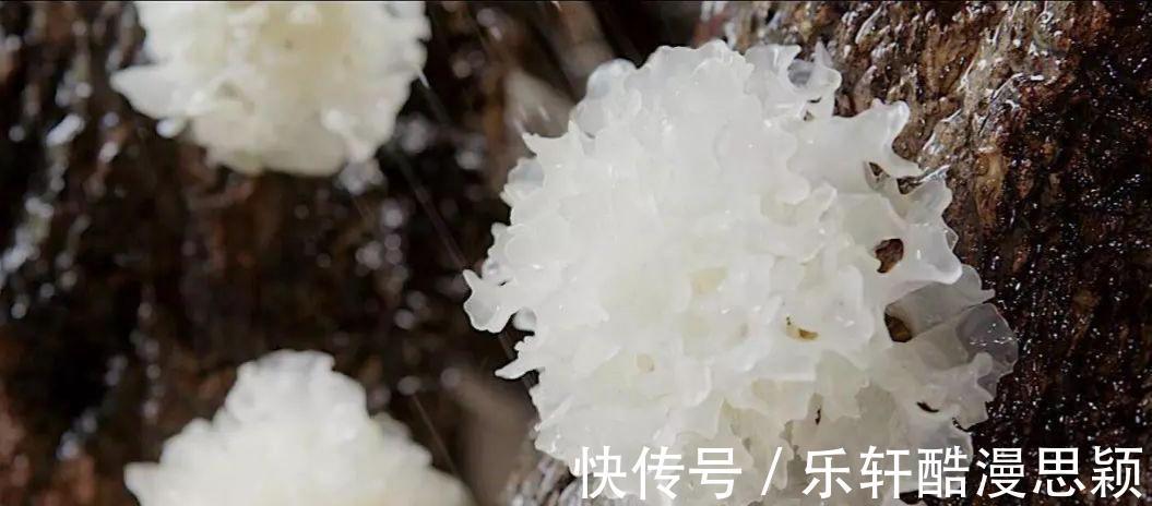 银耳|立秋之后,3道“润肺汤”可常喝,补充身体水分,赶走秋燥