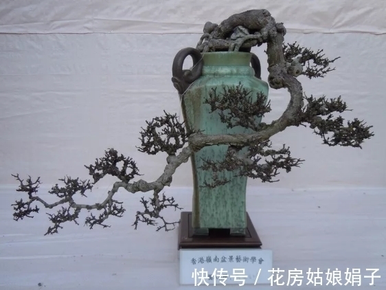 施肥|很好辨认的1种藤本植物，别轻易触碰，却是制作盆景的优良素材