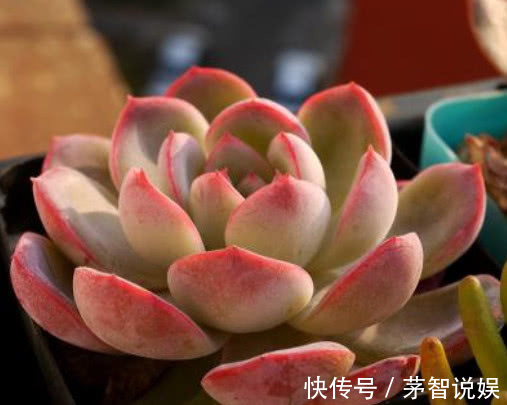 多肉红边月影怎么养教你3个小妙招,种出最红润璀璨的红边月影