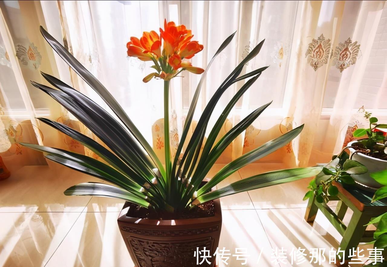 吉祥|适合家里养的“健康花”,干净健康,还吉祥,格调高雅有品味