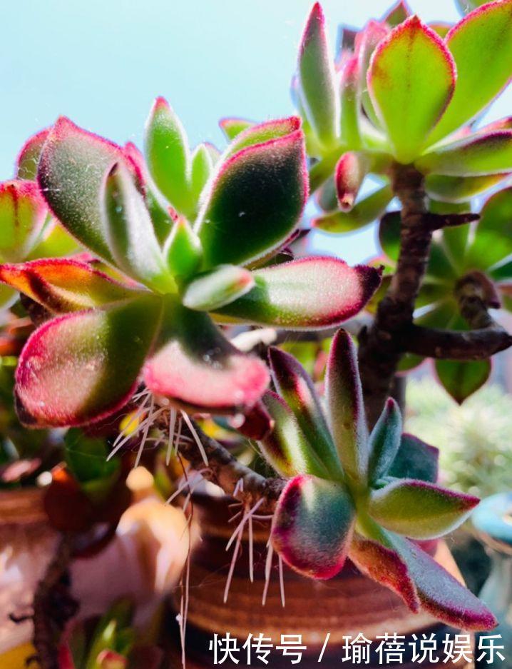 多肉叶子皱皱巴巴别光浇水，多半是伤根该换盆了！
