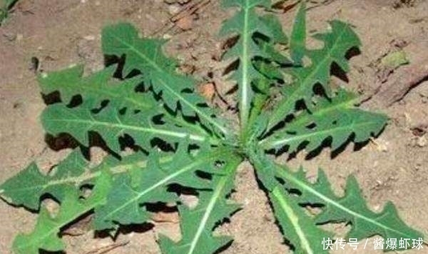 喜欢到农村挖野菜,三种容易记错的野菜的要分