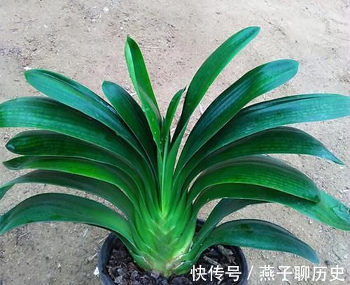 发芽|君子兰浅栽好还是深栽好?可要多留意,发芽开花就靠它