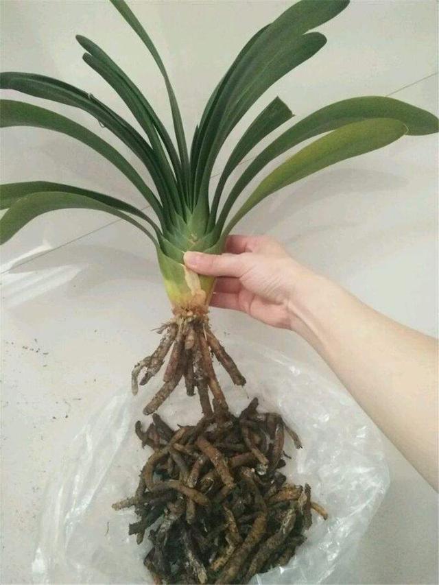 修剪|君子兰换盆时要剪根别太随意，剪错会整盆死