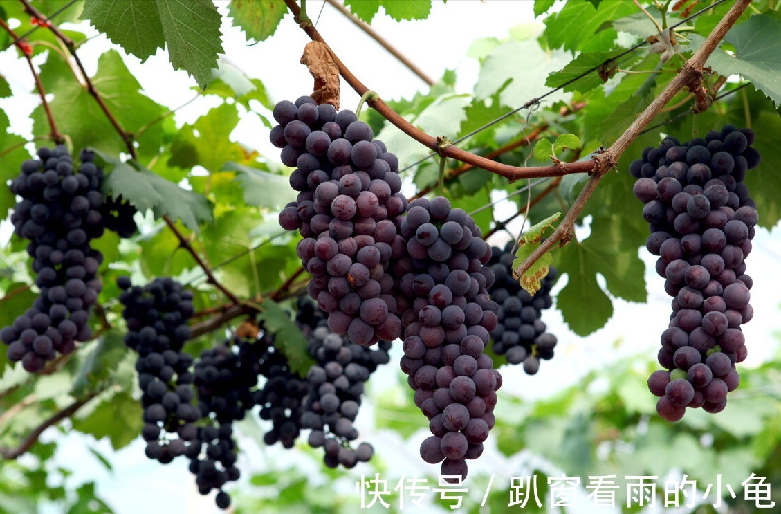 黄桃|明天出伏啦！要多吃“3果1粥”，滋润生津营养足，预防秋燥正当时