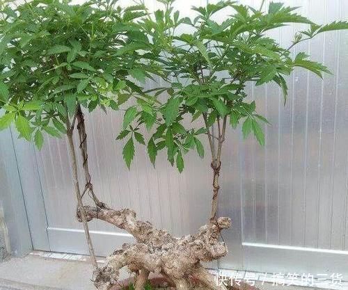 漂亮|怎样才能将山上常见的荆疙瘩做成漂亮的盆景?