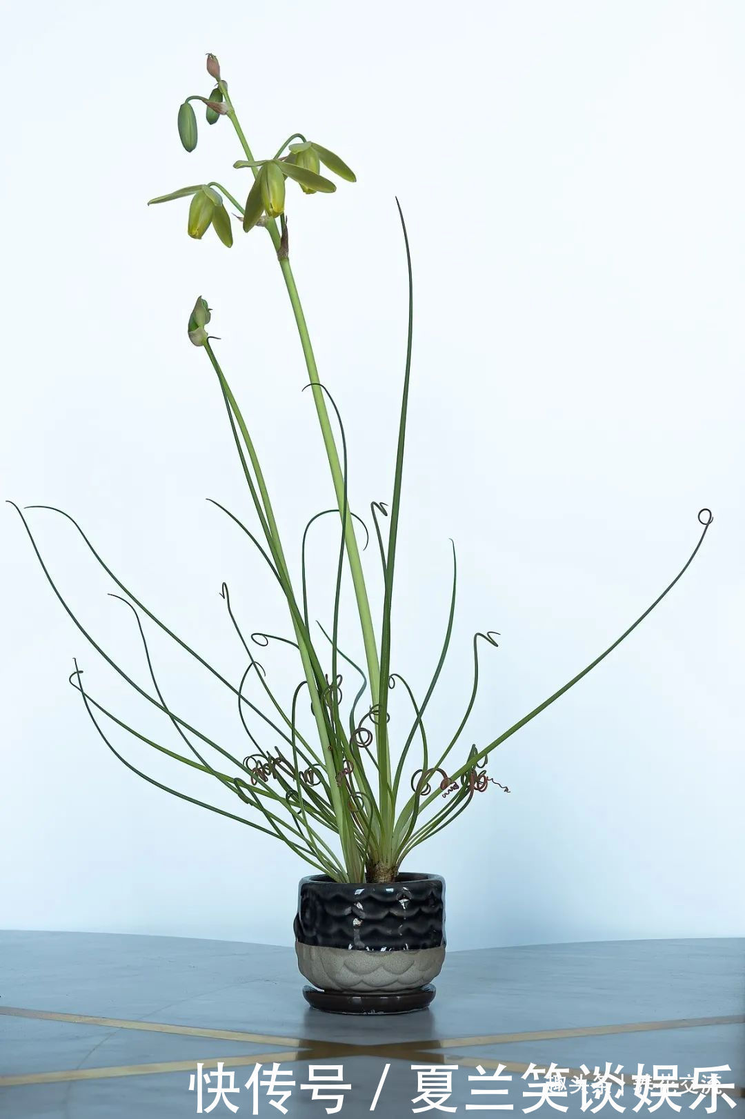 养护|6种特别怕热的花卉,度夏要多注意几点,夏天容易挂,养护要谨慎