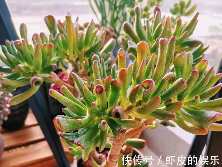 家里养花,不妨从“5福4财”中选,好养好寓意,好看又吉利