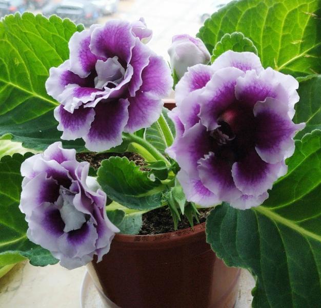 维生素、阿莫西林,秋季盆栽花草用一些,病虫害少很多!