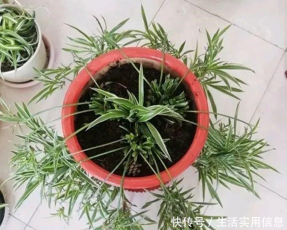 特欠剪的花,越剪越好看,花开不断!特欠剪的花,越剪越好看,花开不断!