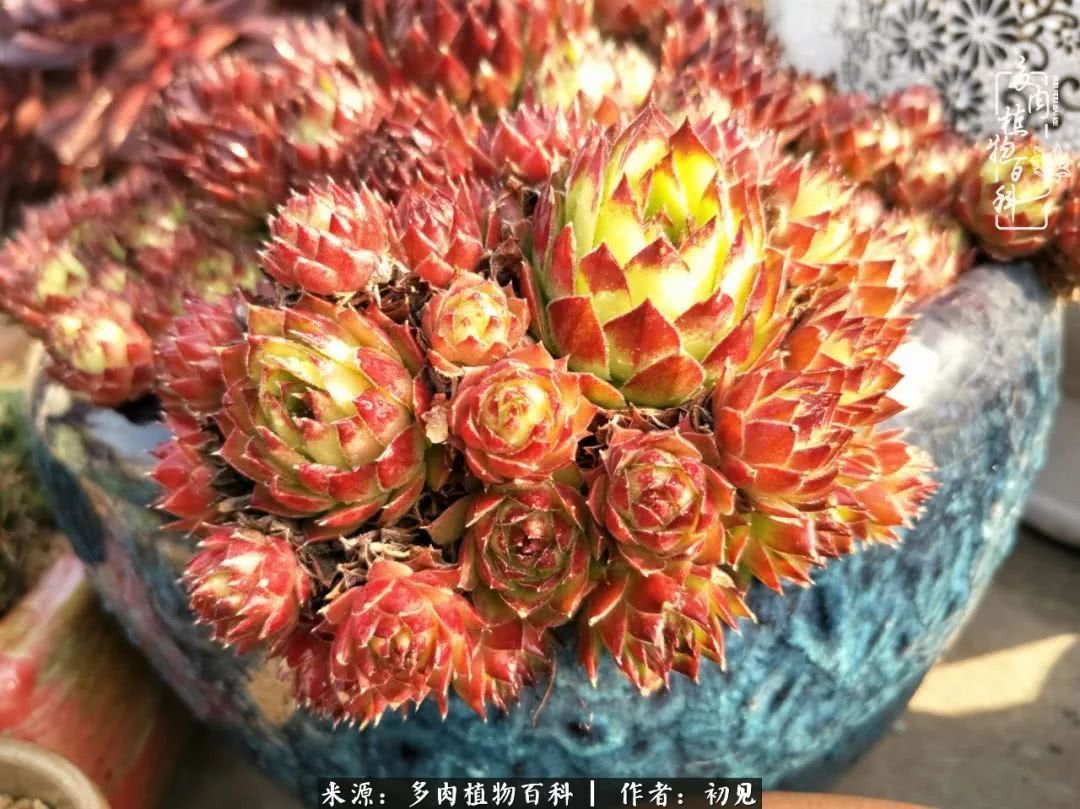 养多肉四周年,从初见到爱恋!幸福一直藏在浅薄的日子里!