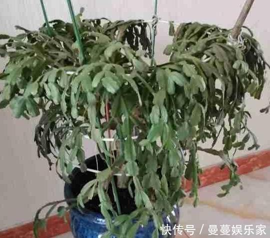 养蟹爪兰,这么浇水不仅不会死,反而开花越来越多