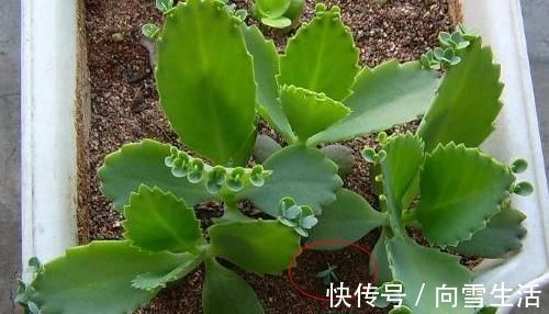 这2种花,有水就疯长,拦都拦不住,新手也会养,是盆栽佳品