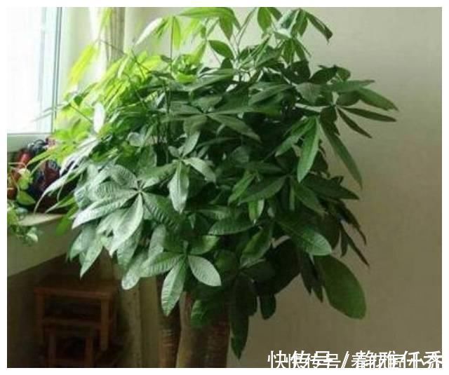 木醋液|发财树夏季养护“策略”,做好才能长势旺,特别是最后一点要舍得