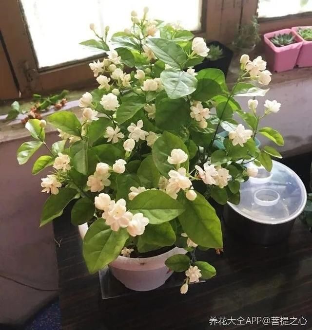 茉莉花后赶紧剪，剪完就开花，一直剪一直开