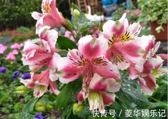 氟化氢|春节过后养几款艳丽的花卉，花开芳香四溢，养家里赏心悦目