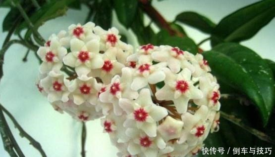 养球兰,2个“条件”满足了,枝繁叶茂,挂满大花球!