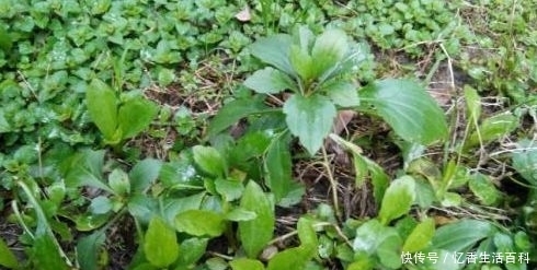 野菜|农村常见的一种野菜，口感鲜嫩，味道清甜，比起一般的蔬菜要好吃