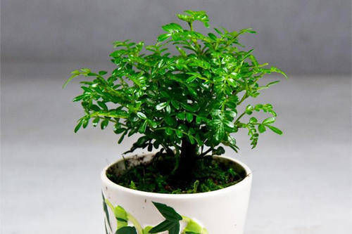 观赏价值|1种可以驱蚊的植物,比绿萝还好养,耐寒又耐热,养一盆飘香满屋