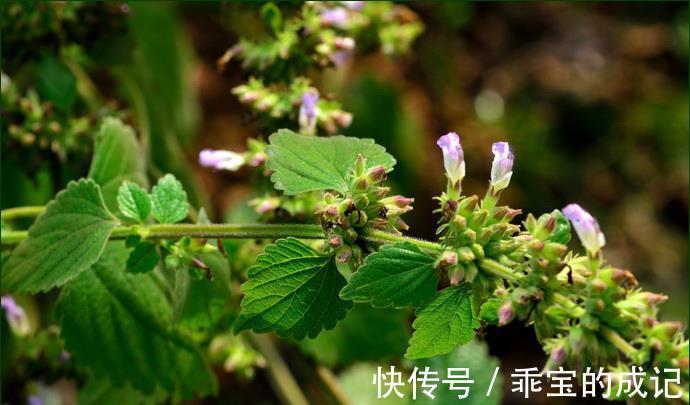 方子|一个大气磅礴的方子！近视眼、老花眼、眼干涩、眼疲劳，诸证全消