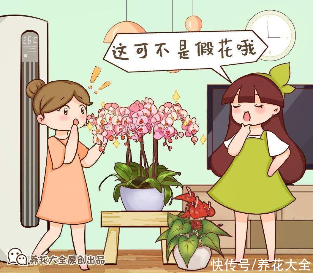 施肥|蝴蝶兰长势不旺？正确的浇水方法，你了解吗？