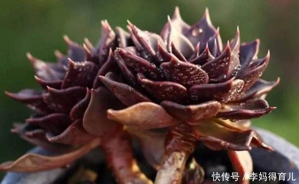 绿王子|黑王子养成了“绿王子”?那是你光照给少了!这样养植株更漂亮!