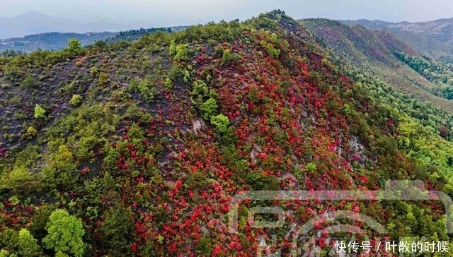 老年|江西三江交汇处映山红开满山，可远眺于都县城，花开如海非常壮观