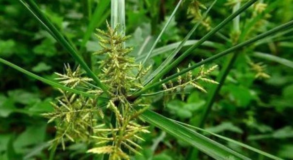 香附子|农村不起眼的野草,竟然是一味治病的民间好中药,你认识吗