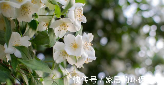 淋雨|下雨天，勤快些，把这些花搬到室外去，多淋雨，生长旺盛，开花多