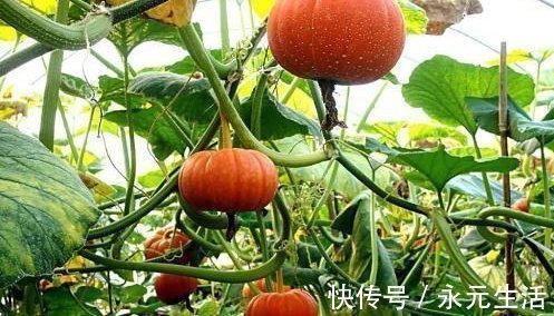 南瓜|吃南瓜好处多多,南瓜不能和以下两种食物同食,告诉身边的人