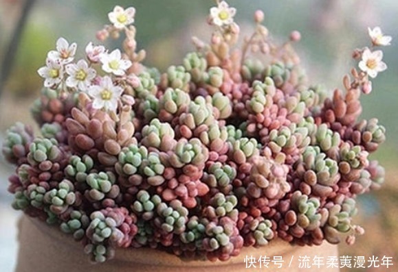 5好养易打理的多肉,一盆肉嘟嘟,轻松爆成瀑布,比绿萝还好养