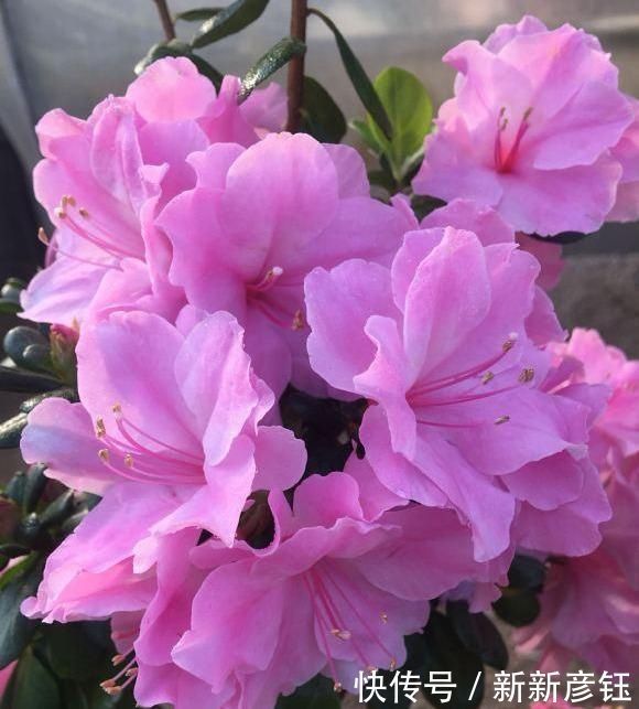 4种“娇气”花，公认的难养，一个比一个难伺候，买了也白花钱