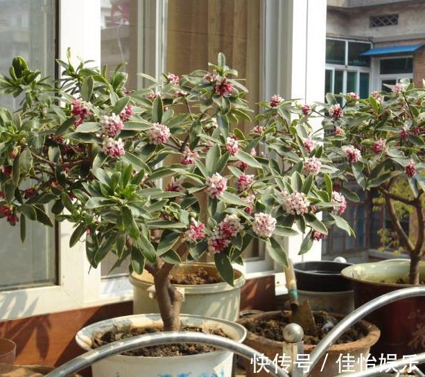 柠檬树|3种“香香树”,剪个枝丫,插土里,15天生根,开花满屋香