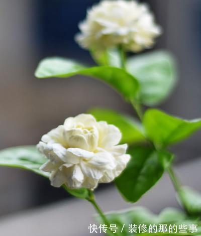 僵蕾|遇到茉莉枯枝黄叶，光开花不长叶等问题，教你怎么妙手回春
