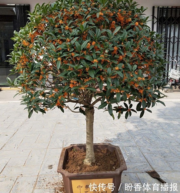 3月前后天气渐暖,养这几样植物,舍得撸叶子摘顶才能开花越漂亮